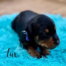 Lux - Black and rust female Doberman Pinscher puppy in Lebanon, Ohio from Lady Mae Bassets & Doberman