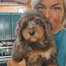 Banks - Merle male Bernedoodle puppy in Cleveland, Georgia from Jam's Doodles And Poodles