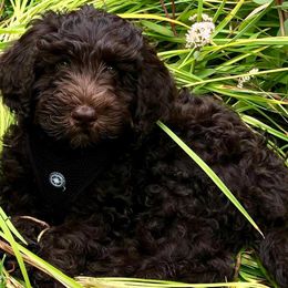Goldendoodle Puppies from MaDoodles