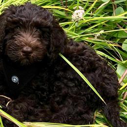 Goldendoodle Puppies from MaDoodles