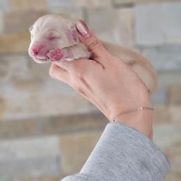 Boy 1 - Cream male Dachshund puppy in Rancho Cucamonga, California from Pretty Little Dachshunds