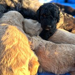 Saint Berdoodle Puppies from Highland Ridge Doodles