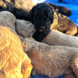 Saint Berdoodle Puppies from Highland Ridge Doodles