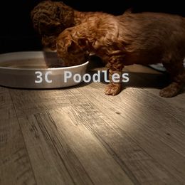 Poodle Puppies from 3C Poodles