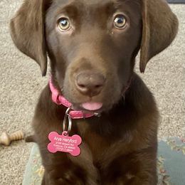 Golden Retriever and Labrador Retriever Puppies from North Coast Retrievers