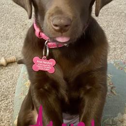 Golden Retriever and Labrador Retriever Puppies from North Coast Retrievers
