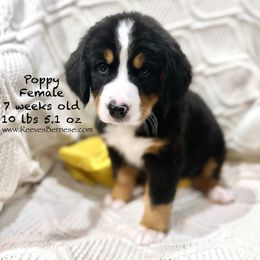 Poppy - Yellow - Black rust and white Bernese Mountain Dog puppy in Lehi, Utah from Reeves Bernese