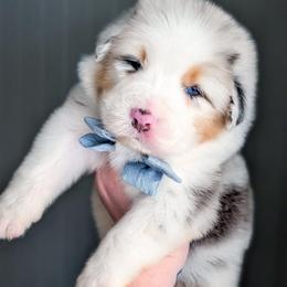 Cosmo - Blue merle male Australian Shepherd puppy in Georgetown, Texas from River Reign Australian Shepherds