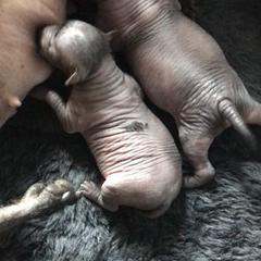 Xoloitzcuintli Puppies from Vineyardview Toy Xoloitzcuintle