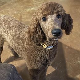 Goldendoodles from Triple N Goldendoodles