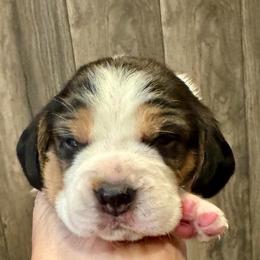 Purple Boy - Black white and tan male Beagle puppy in Viper, Kentucky from Mountain Top