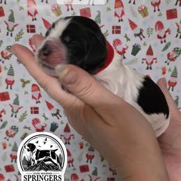 Cupid - Black white and tan male English Springer Spaniel puppy in Ocoee, Tennessee from Ocoee Mountain Springers
