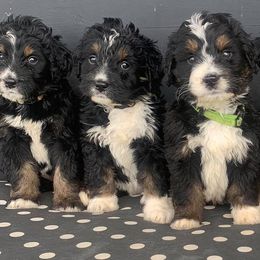 Aussiedoodles and Goldendoodles from Hickory Lane Doodles