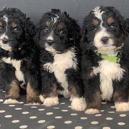Aussiedoodles and Goldendoodles from Hickory Lane Doodles
