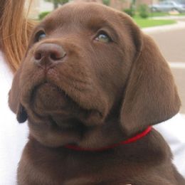 Labrador Retrievers from Maridan Labradors