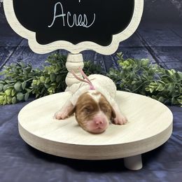 Duchess - Blenheim female Cavapoo puppy in Lancaster, Missouri from Cavapoo Acres