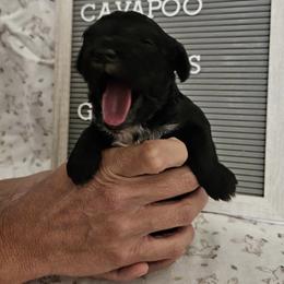 Cavapoo, Cockapoo, Goldendoodle, and Maltipoo Puppies from Perdue Puppies