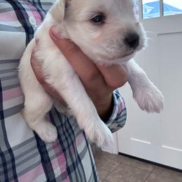 Male 1 - White male Miniature Schnauzer puppy in Seagoville, Texas from JC miniature schnauzers