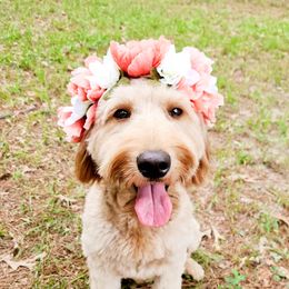 Scout - Goldendoodle