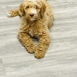 Bernedoodle and Goldendoodle Puppies from Mountain Doodles