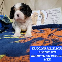 Cavalier King Charles Spaniel Puppies from C.H. Cavaliers