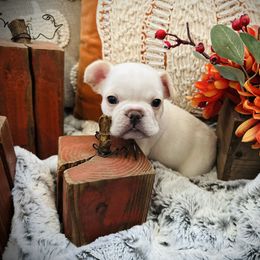 Standard Cream - Cream male French Bulldog puppy in Jordan Valley, Oregon from Floating Feather Frenchies