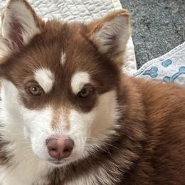 Black (Dimond) - Red and white Siberian Husky puppy in Ocosta, Washington from Shaffer Family Farm
