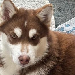 Black (Dimond) - Red and white Siberian Husky puppy in Ocosta, Washington from Shaffer Family Farm