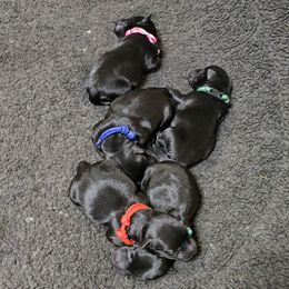 Girl Pick 1 - Black female Scottish Terrier puppy in Milo, Iowa from Scotties By Stout