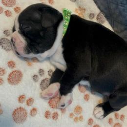 J. Male (green) - Black and white male Boston Terrier puppy in Mc Donough, Georgia from Ballard Boston Terriers