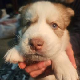 Percy - Red and white male Siberian Husky puppy in Louisville, Kentucky from Wild Hunt Huskies
