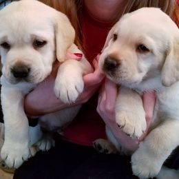 Labrador Retriever Puppies from Lorlyn Labradors