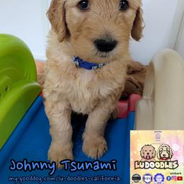 Johnny Tsunami - Cream male Goldendoodle puppy in Santa Cruz, California from Lu Doodles