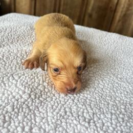Girl 2 - Cream female Dachshund puppy in Randolph, Mississippi from Barnes Family Kennel