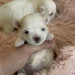 Maltese Puppies from Angelic Maltese