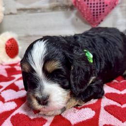 Jax - Black white and tan male Cockapoo puppy in Richton, Mississippi from Magnolia Hill Doodles