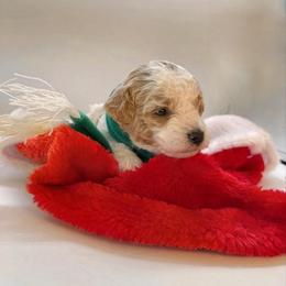 Frost - Parti male Maltipoo puppy in St. George, Utah from Winchester Hills Poodles and Doodles