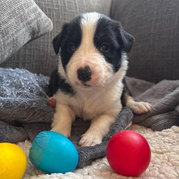 Mitzi - Black and white female Border Collie puppy in Mckinney, Texas from Border Collies of Ruidoso