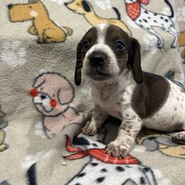 Boy 3 - Piebald male Dachshund puppy in Mobile, Alabama from Lady and the Tramp Dachshunds