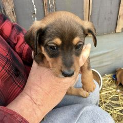 Treeing Feist Puppies from Tark Hill Feists