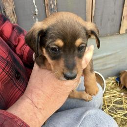 Treeing Feist Puppies from Tark Hill Feists