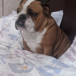 Bulldogs and Mastiffs from Rosehill Mastiffs & Bulldogs
