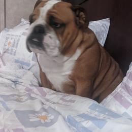 Bulldogs and Mastiffs from Rosehill Mastiffs & Bulldogs
