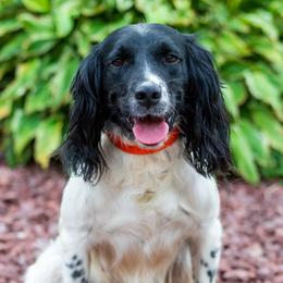 Starr - English Springer Spaniel