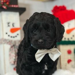 Sparkler (Teal) - Black male Australian Labradoodle puppy in Citrus Heights, California from Elite Blend Labradoodles