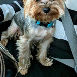 Smokie - Yorkshire Terrier
