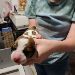 Purple - Mahogany and white male Basset Hound puppy in Lucerne Valley, California from Seussorie of Puddle Pups