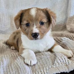 Elvis - Red male Companion Cross puppy in Americus, Kansas from Kandi's Pups
