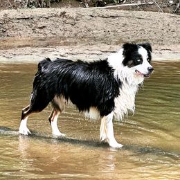 Kash - Australian Shepherd