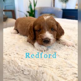 Redford - Red  male Goldendoodle puppy in Glendale, Arizona from Follow Your Bliss Doodles
